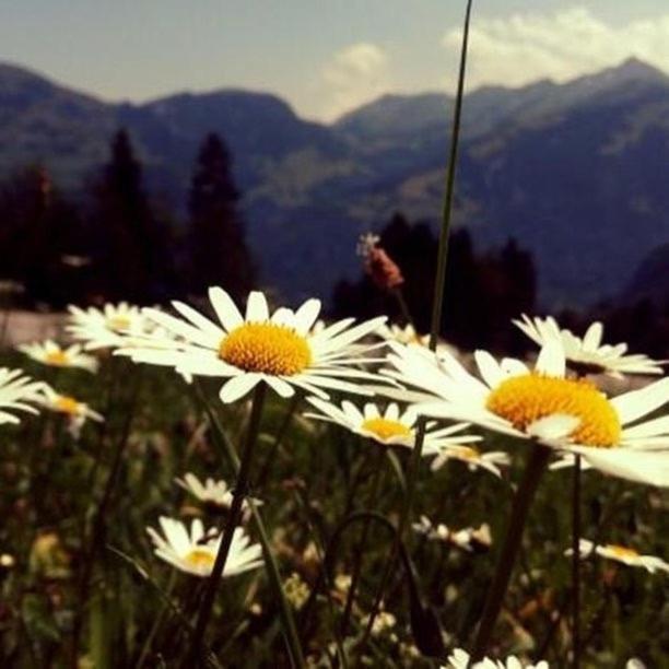 Fewo In Tiefenberg/ Allgaeu Офтершванг Екстериор снимка